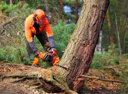 Best Tree Trimming and Pruning  in West Haven, CT