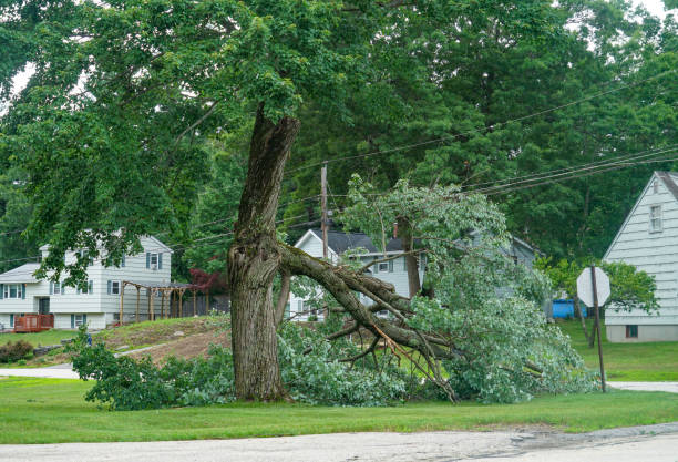  West Haven, CT Tree Removal Pros